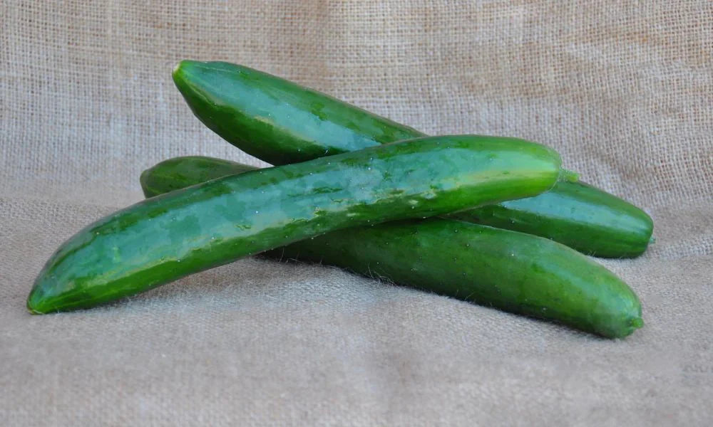TASTY KING F1 CUCUMBER SEEDS | Smarties.bio