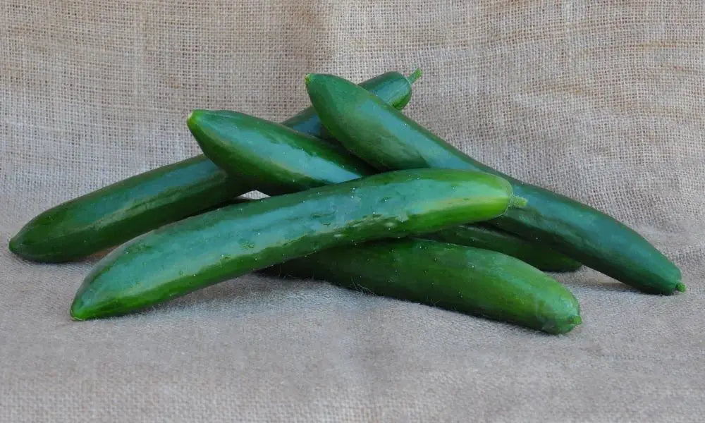 TASTY KING F1 CUCUMBER SEEDS | Smarties.bio