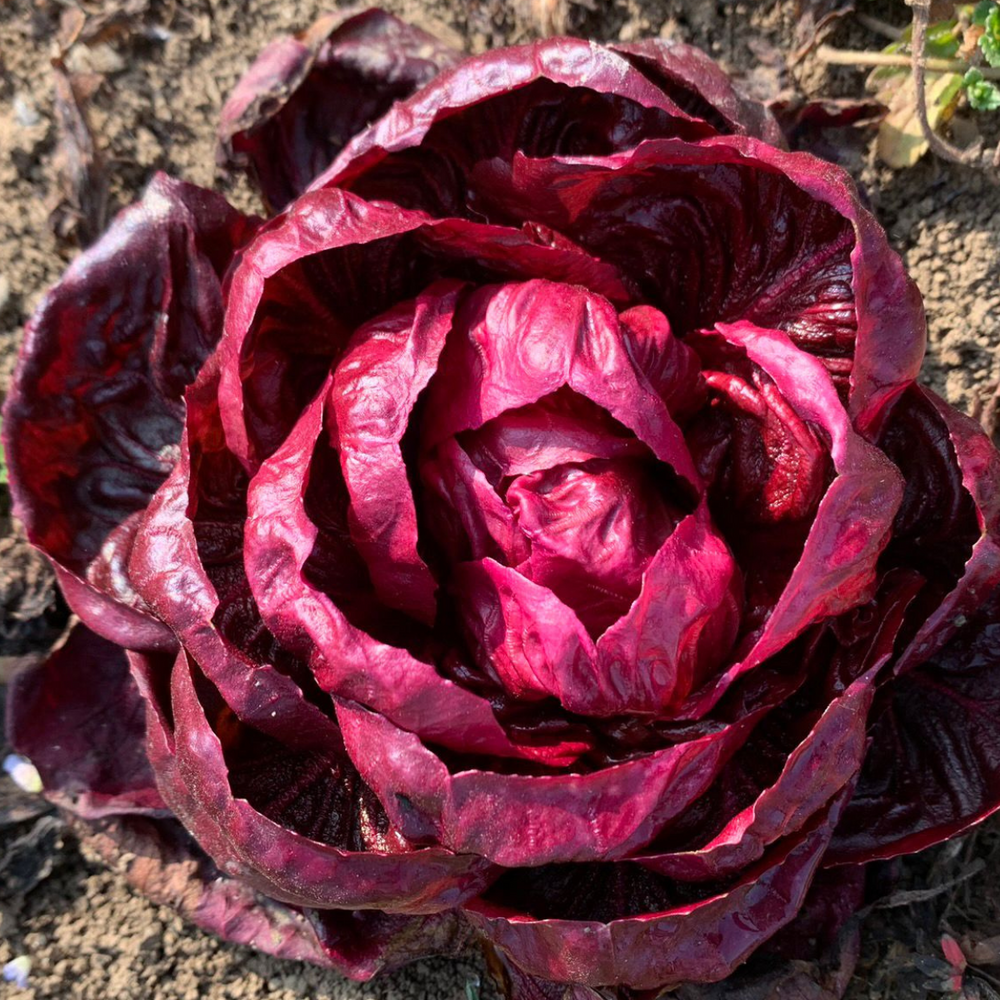 GRUMOLO ROSSO CHICORY SEEDS | smarties.bio