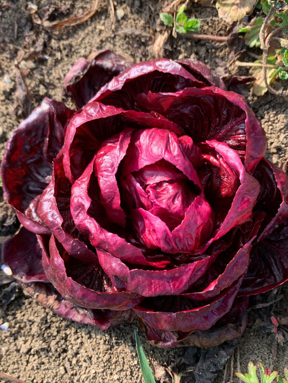 GRUMOLO ROSSO CHICORY SEEDS | smarties.bio