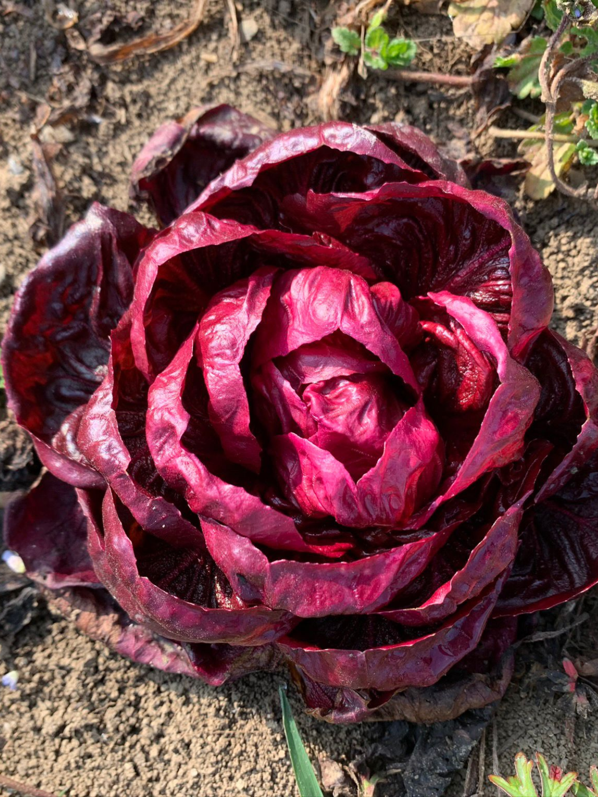 GRUMOLO ROSSO CHICORY SEEDS | smarties.bio