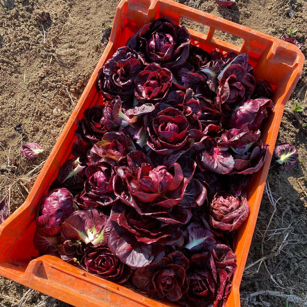 GRUMOLO ROSSO CHICORY SEEDS | Smarties.bio
