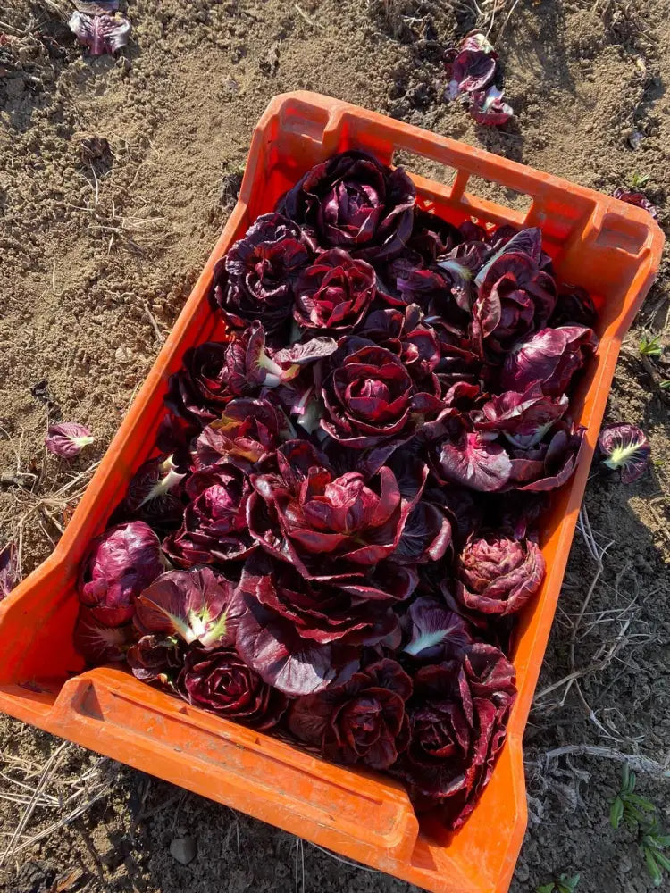 GRUMOLO ROSSO CHICORY SEEDS | Smarties.bio