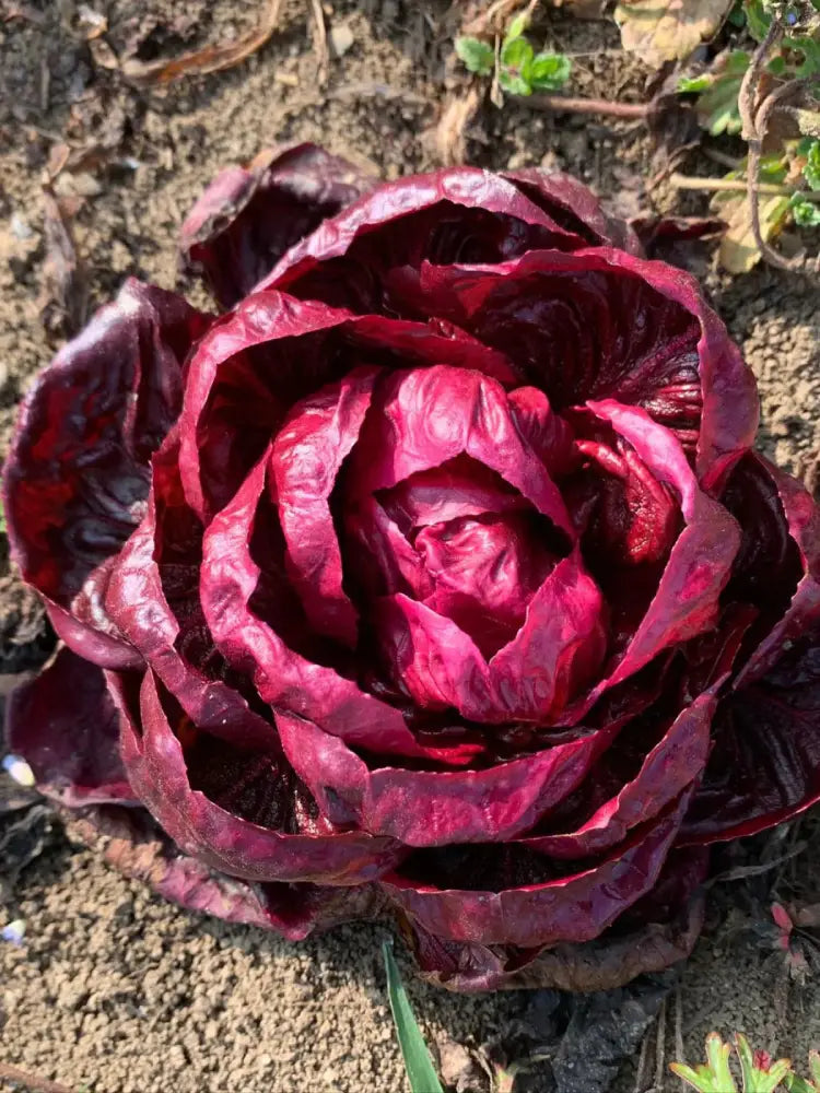 GRUMOLO ROSSO CHICORY SEEDS | Smarties.bio
