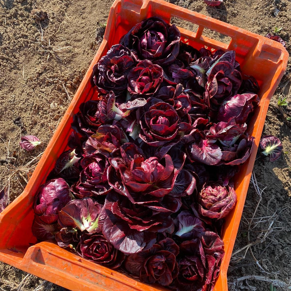 GRUMOLO ROSSO CHICORY SEEDS | smarties.bio
