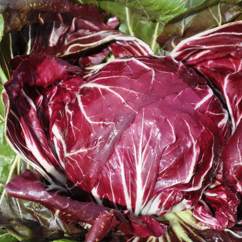 VESUVIO CICORIA ROSSA DI CHIOGGIA SEEDS | Smarties.bio