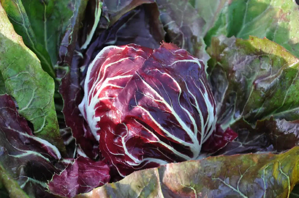 STROMBOLI CICORIA ROSSA DI CHIOGGIA SEEDS | Smarties.bio