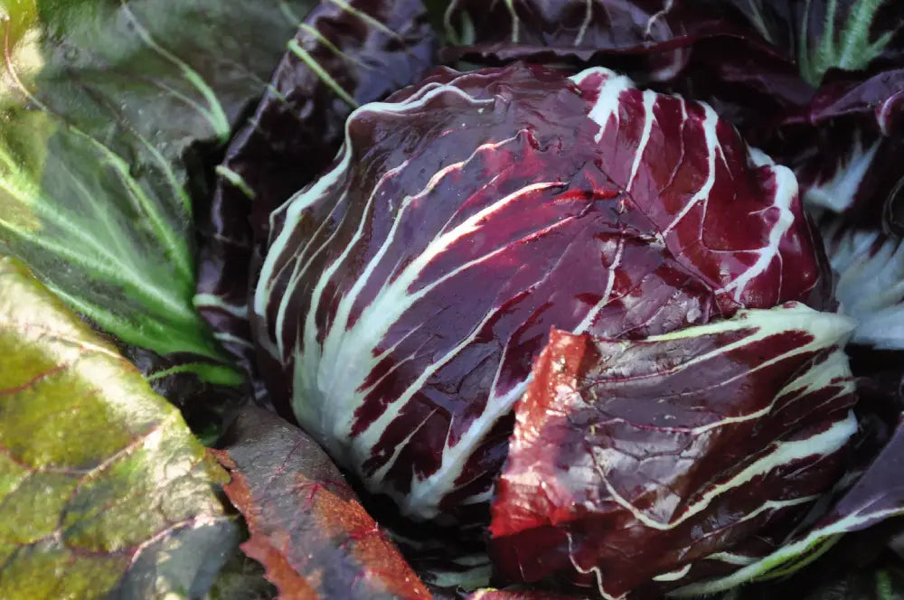 ETNA CICORIA ROSSA DI CHIOGGIA SEEDS | Smarties.bio