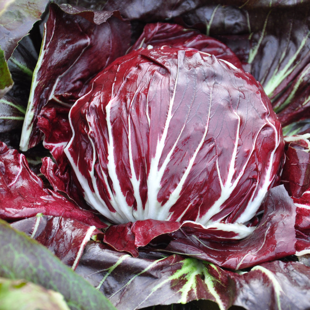 #SM4.4 CICORIA ROSSA DI CHIOGGIA SEEDS | smarties.bio