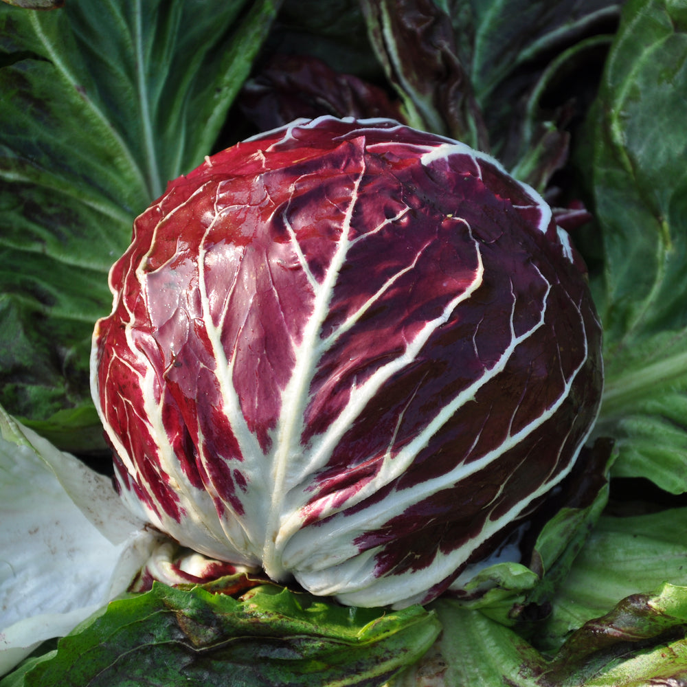 SANTA HELENA CICORIA ROSSA DI CHIOGGIA SEEDS