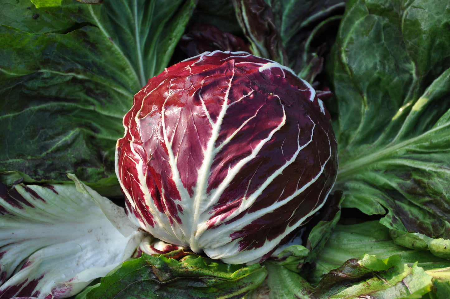 SANTA HELENA CICORIA ROSSA DI CHIOGGIA SEEDS