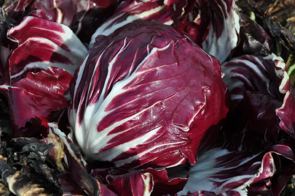 VULCANO CICORIA ROSSA DI CHIOGGIA SEEDS | Smarties.bio