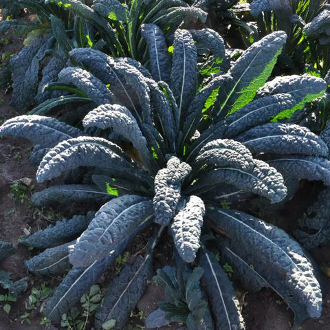 LAPO ex #SM4.53 CAVOLO NERO LACINIATO DI TOSCANA SEEDS | Smarties.bio