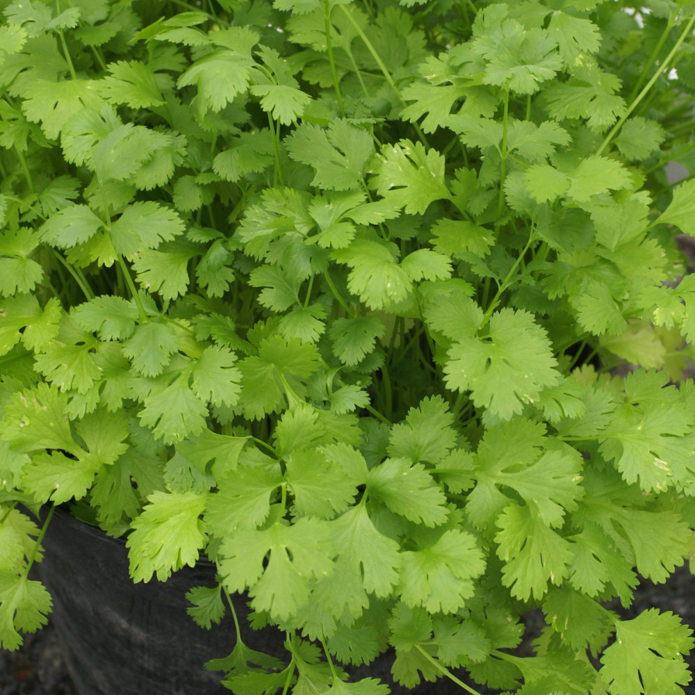 #SM4.84 CORIANDER SEEDS Contenuto | Smarties.bio