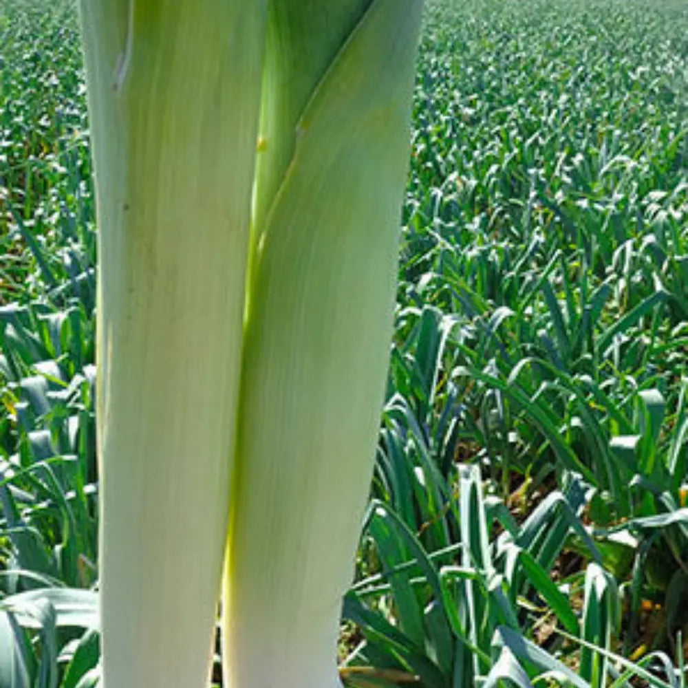 LUNGO DI RIVIERA LEEK SEEDS | Smarties.bio