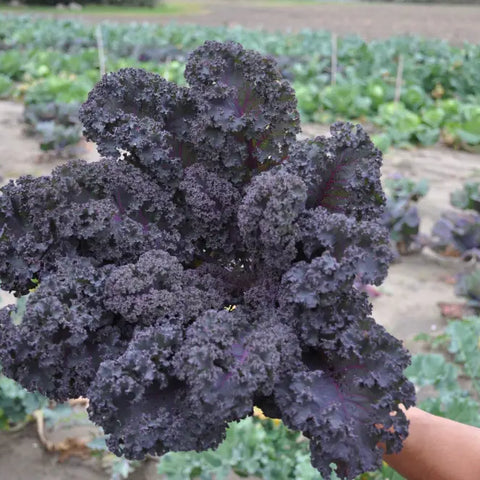 FRIZZY RED RED CURLY KALE SEEDS | Smarties.bio