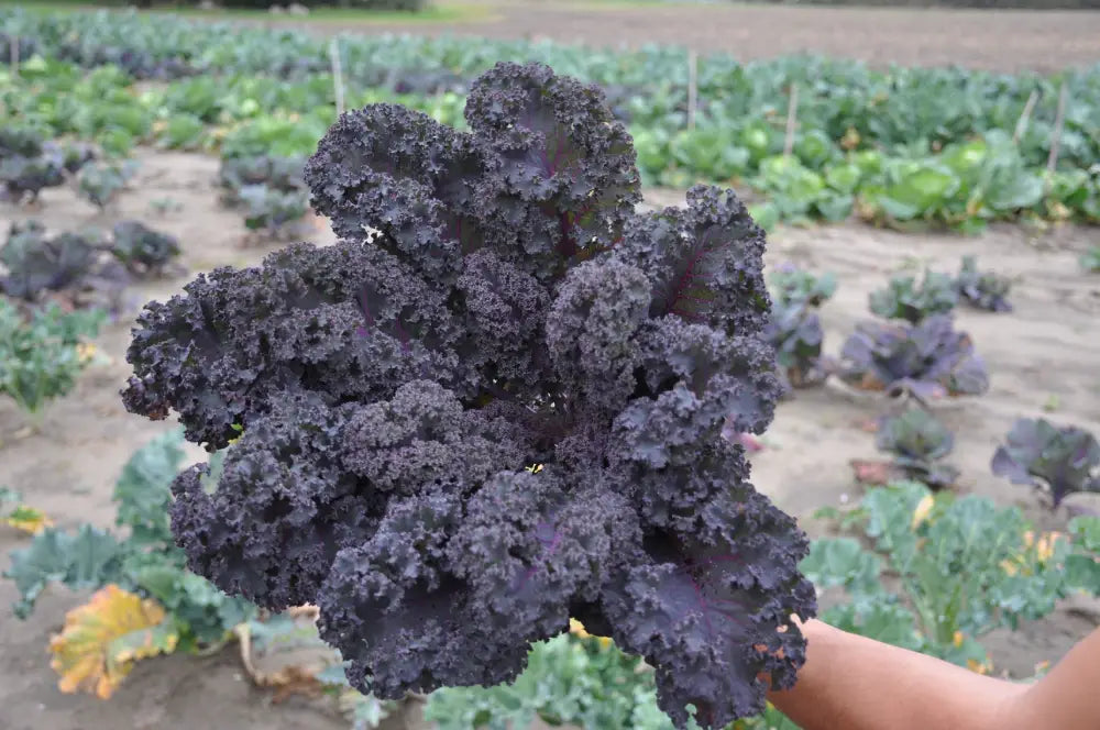 RED CURLY KALE SEEDS F1 | Smarties.bio