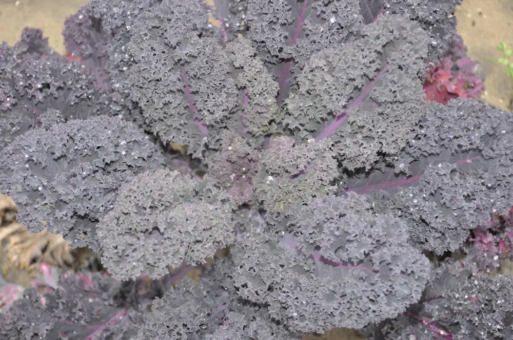 RED CURLY KALE SEEDS F1 | Smarties.bio