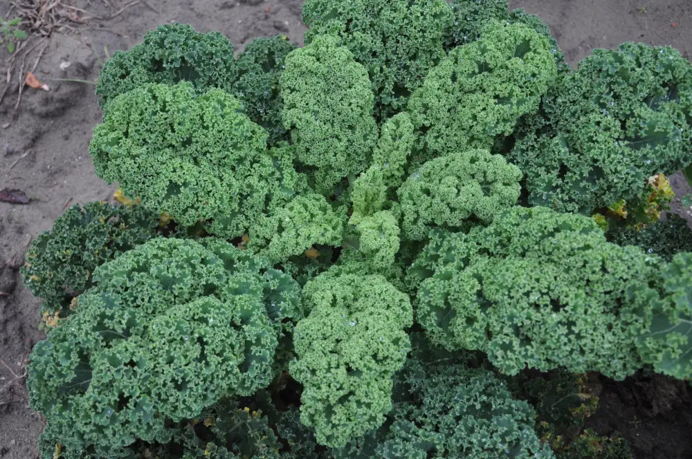 GREEN CURLY KALE SEEDS F1 | Smarties.bio