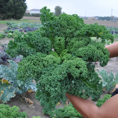 FRIZZY GREEN GREEN CURLY KALE SEEDS | Smarties.bio