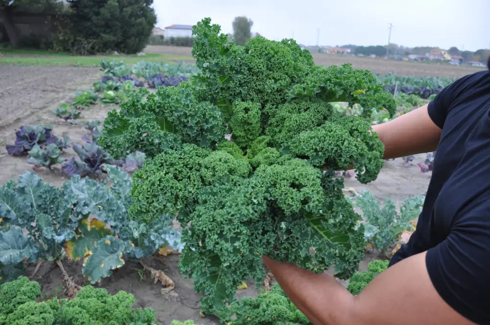 GREEN CURLY KALE SEEDS F1 | Smarties.bio