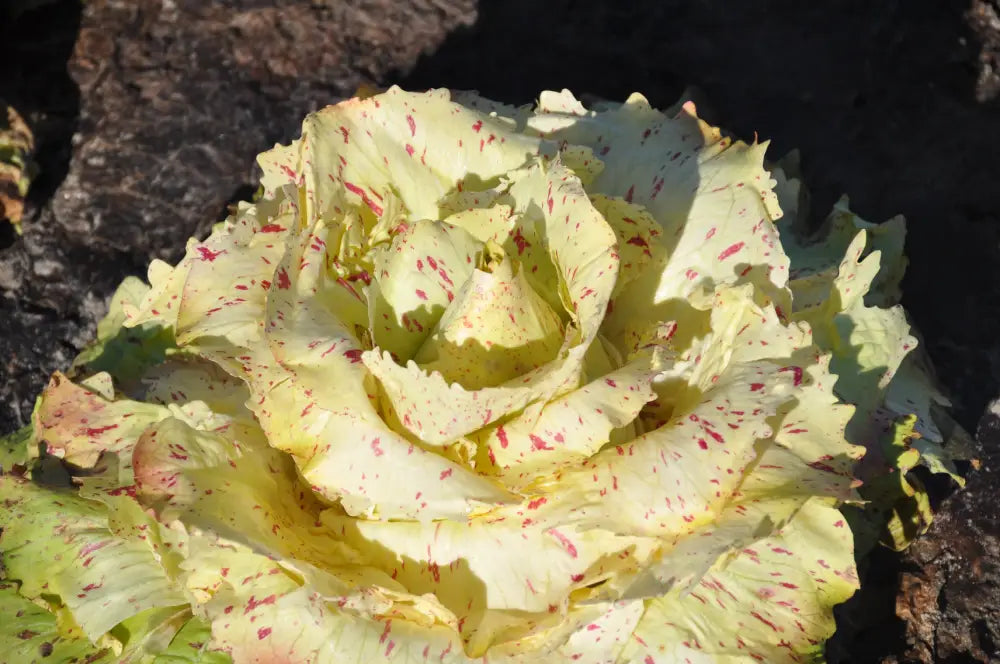 CASTEO CICORIA VARIEGATA DI CASTELFRANCO SEEDS | Smarties.bio