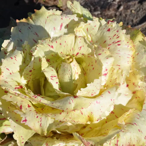 CASTEO CICORIA VARIEGATA DI CASTELFRANCO SEEDS | Smarties.bio