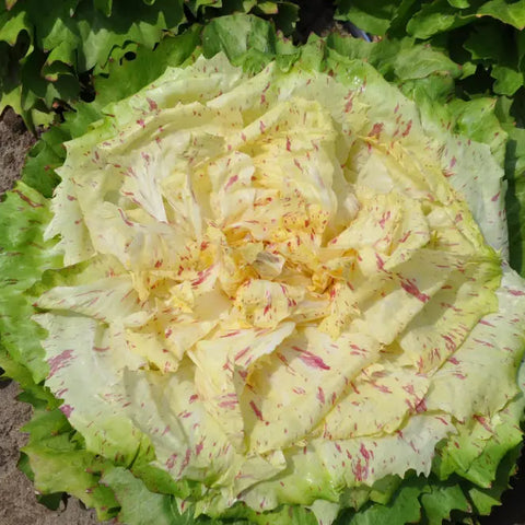 MIRABELLA CICORIA VARIEGATA DI CASTELFRANCO SEEDS | Smarties.bio