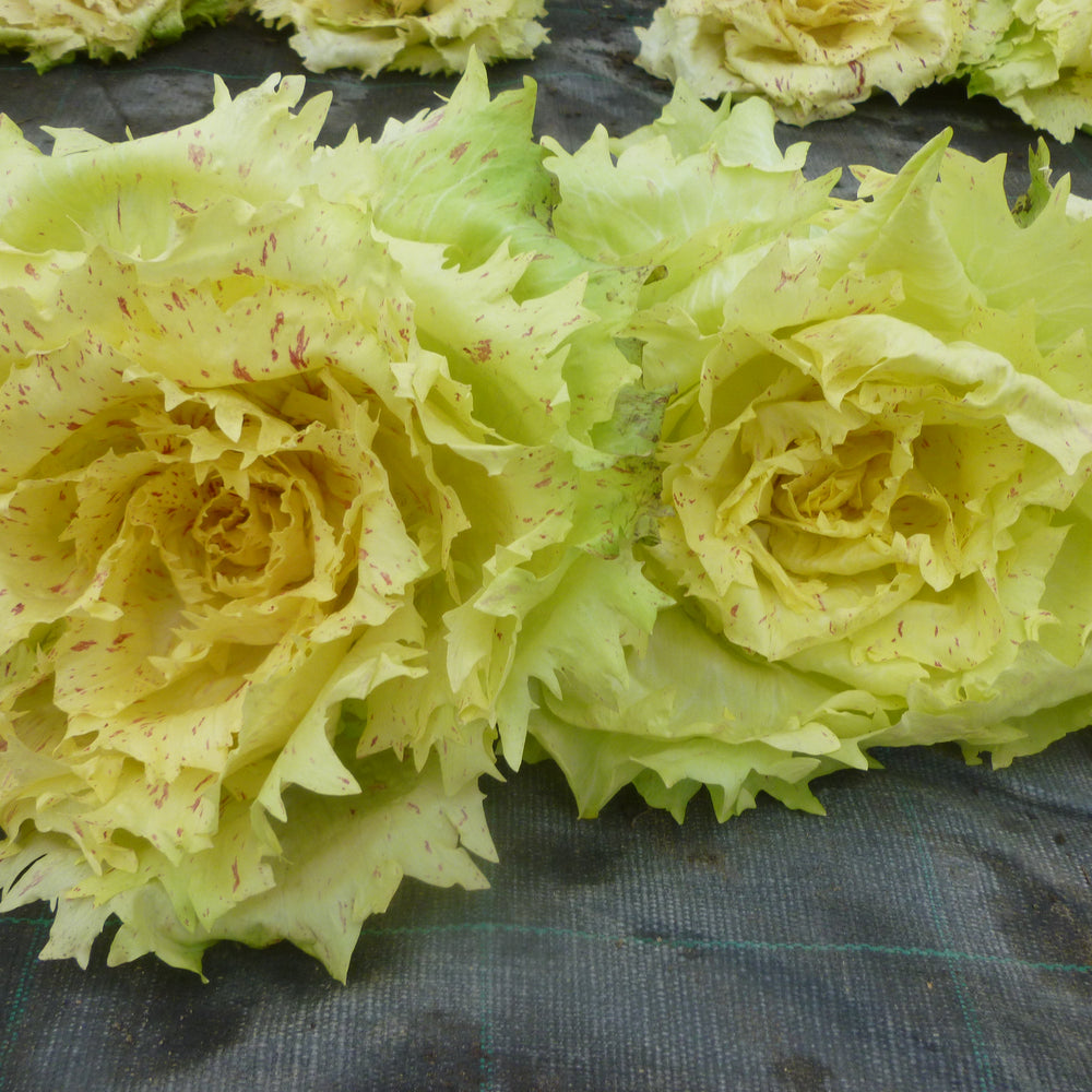 
                      
                        SEMILLAS DE CICORIA VARIEGATA DI CASTELFRANCO LENTIGGINI 
                      
                    