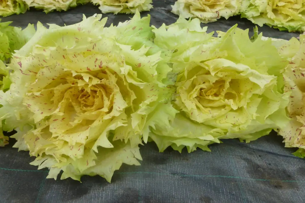 
                      
                        LENTIGGINI CICORIA VARIEGATA DI CASTELFRANCO SEEDS | Smarties.bio
                      
                    