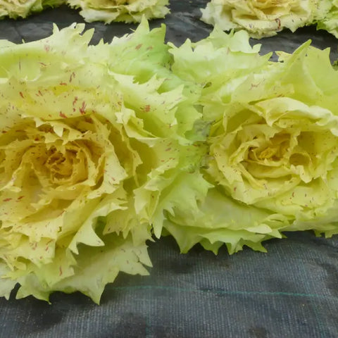 LENTIGGINI CICORIA VARIEGATA DI CASTELFRANCO SEEDS | Smarties.bio