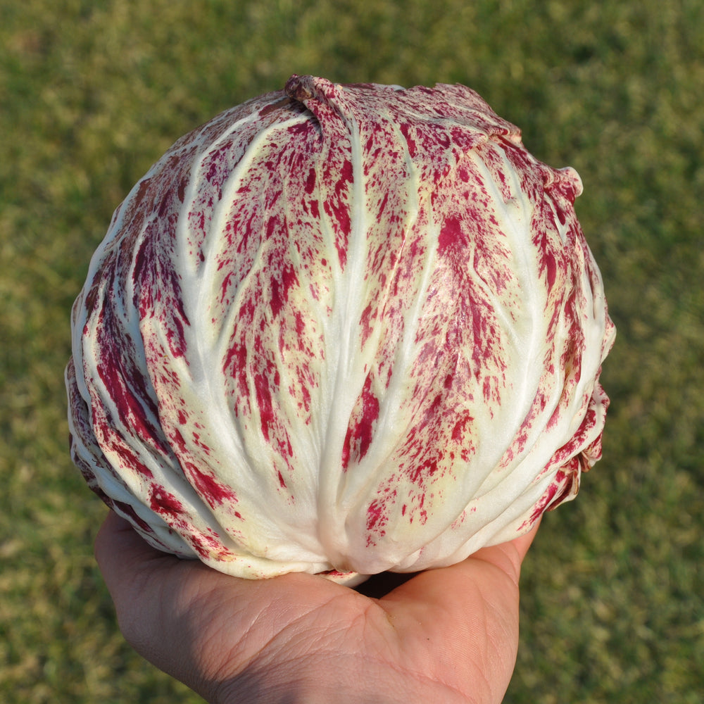 ACQUERELLO #SM4.27 RADICCHIO VARIEGATO DI CHIOGGIA SEEDS | smarties.bio