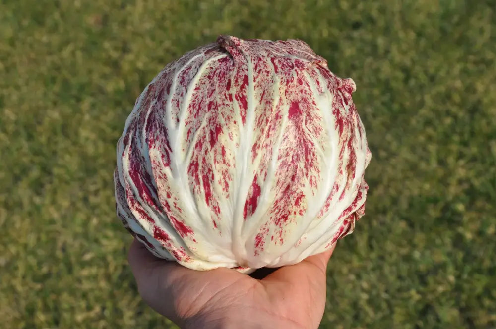 ACQUERELLO RADICCHIO VARIEGATO DI CHIOGGIA SEEDS | Smarties.bio