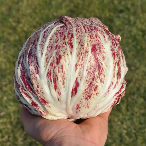 ACQUERELLO RADICCHIO VARIEGATO DI CHIOGGIA SEEDS | Smarties.bio