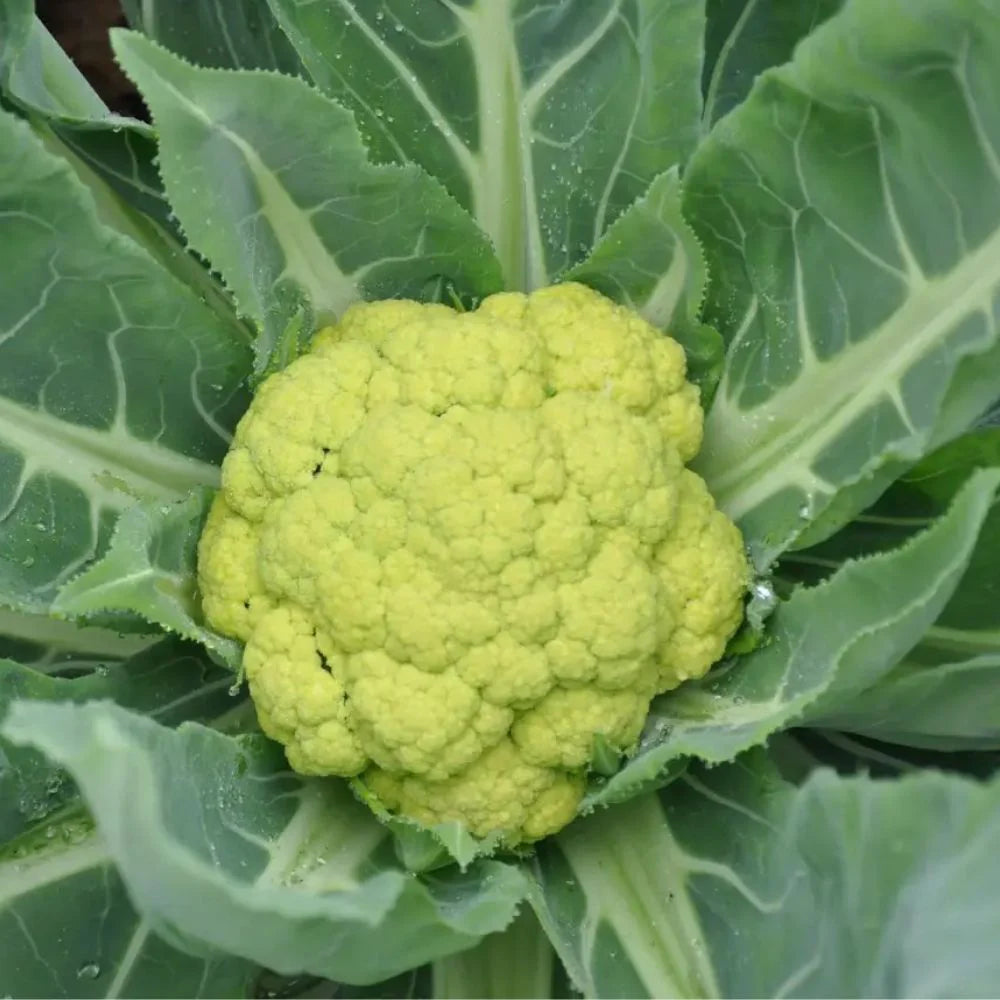 GIULIANO CAVOLFIORE VERDE DI MACERATA SEEDS | Smarties.bio