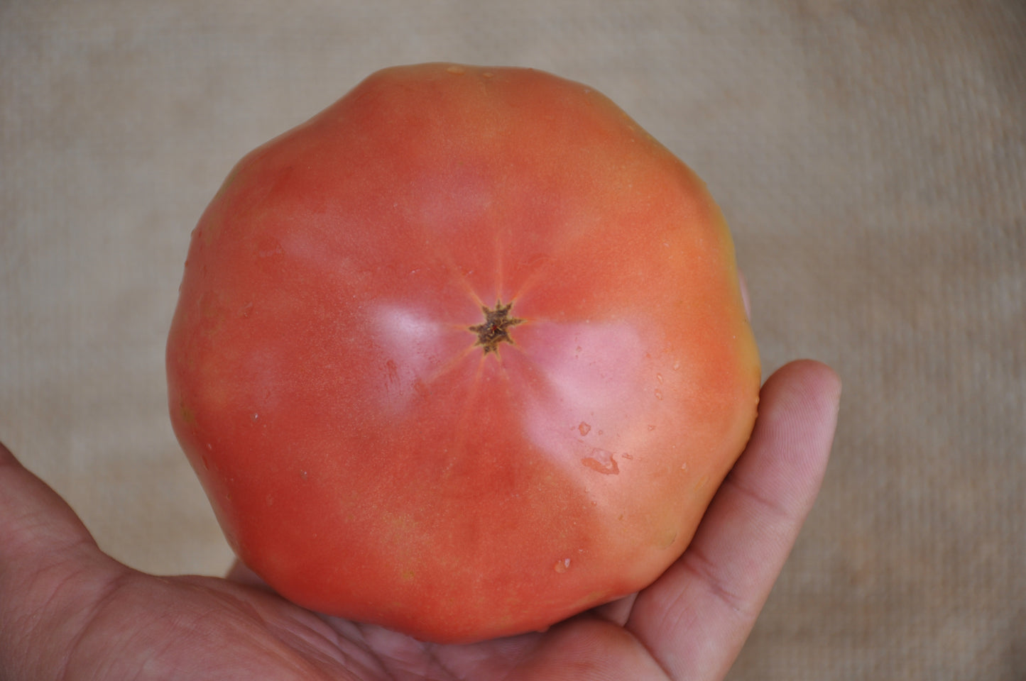 
                  
                    VELVET INDETERMINATE TOMATO SEEDS "INSALATARO" HEIRLOOM TYPE
                  
                