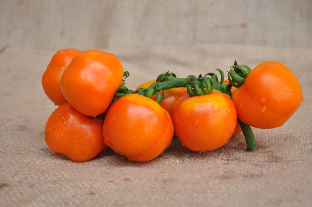 SEMI DI POMODORO INDETERMINATO DA SERBO ANNARITA