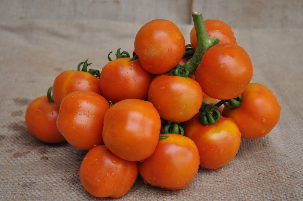 
                  
                    ANNARITA INDETERMINATE TOMATO SEEDS STORING HEIRLOOM TYPE
                  
                