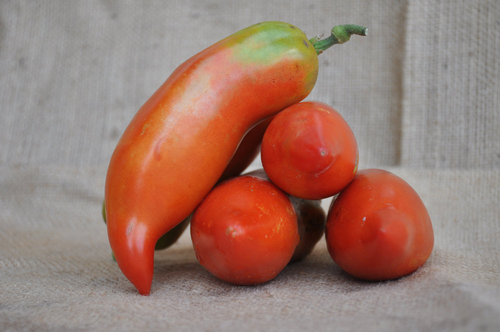 SEMI DI POMODORO INDETERMINATO NASONE DEL CAVALLINO NOSE