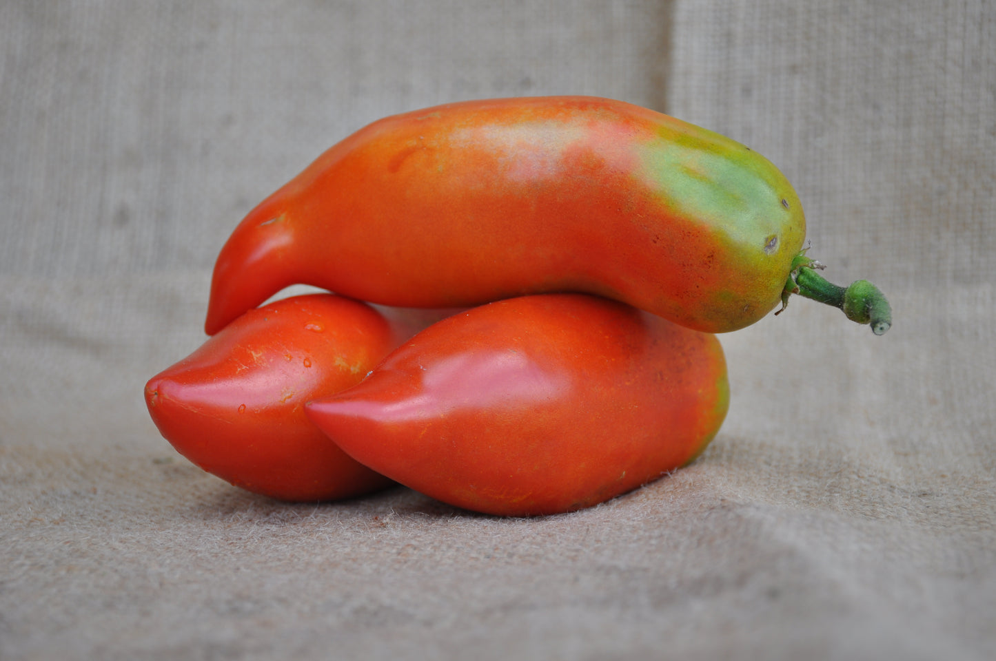 
                  
                    SEMI DI POMODORO NASONE DEL CAVALLINO
                  
                