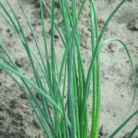 XS330 GARLIC CHIVES SEEDS | Smarties.bio