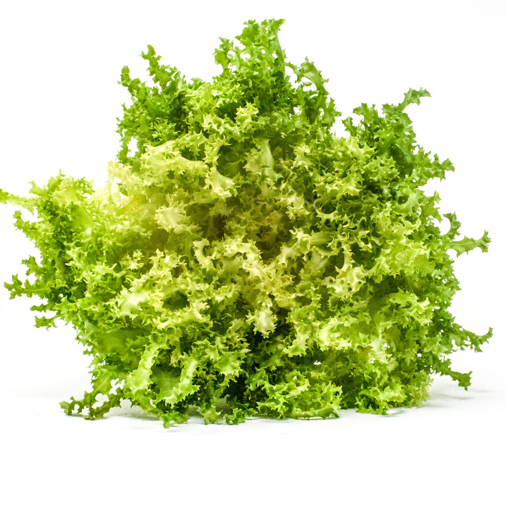 CAPRICCIO ENDIVE SEEDS