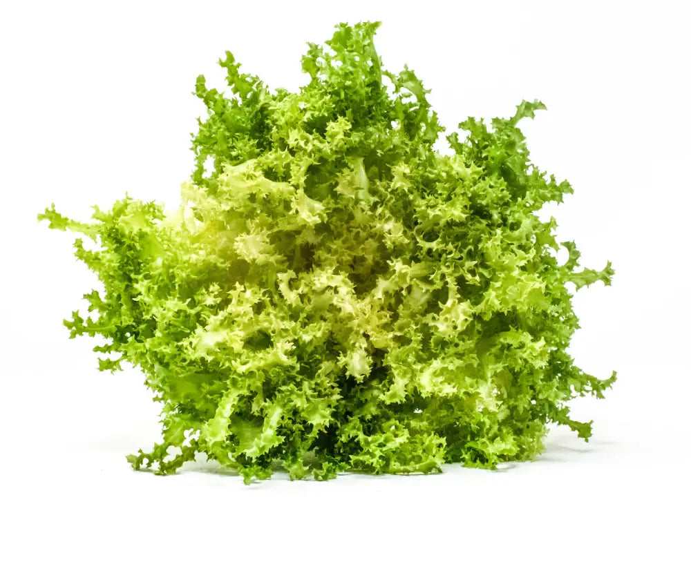 CAPRICCIO ENDIVE SEEDS | Smarties.bio