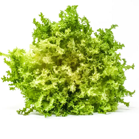 CAPRICCIO ENDIVE SEEDS | Smarties.bio