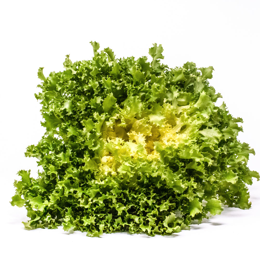 AURORA ENDIVE SEEDS