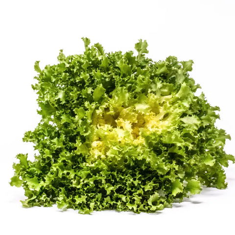 AURORA ENDIVE SEEDS | Smarties.bio