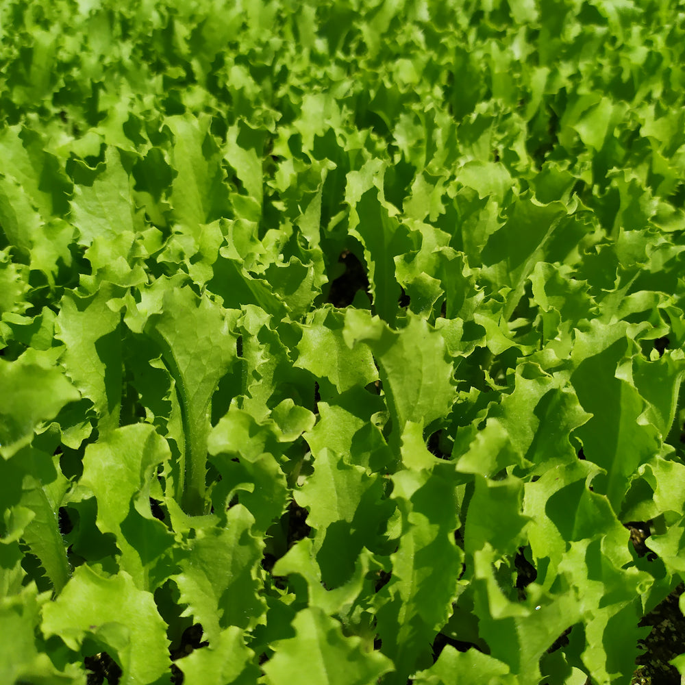 #SM4.70 BABY ENDIVE SEEDS