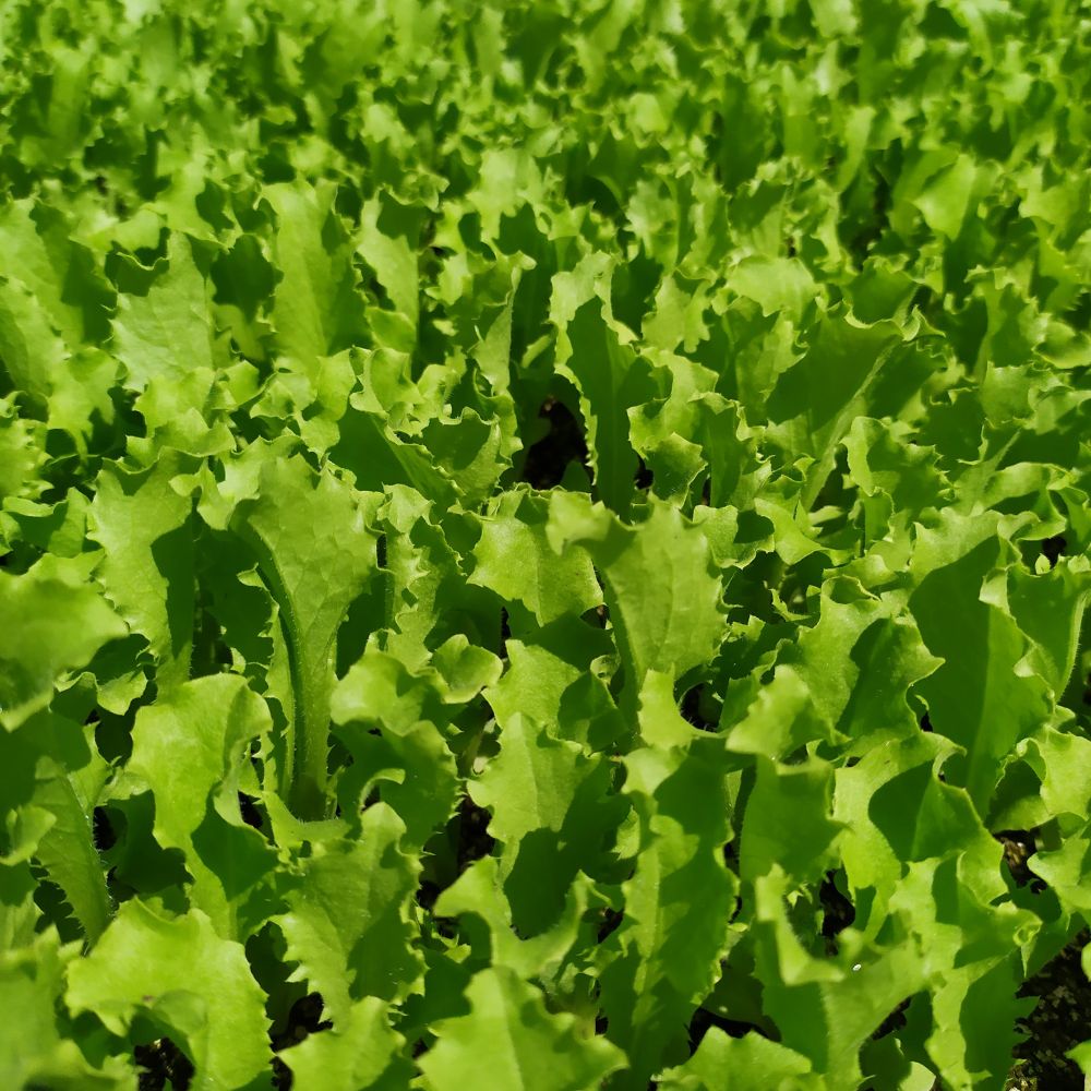 #SM4.70 BABY ENDIVE SEEDS | Smarties.bio