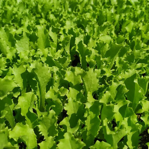 #SM4.70 BABY ENDIVE SEEDS | Smarties.bio