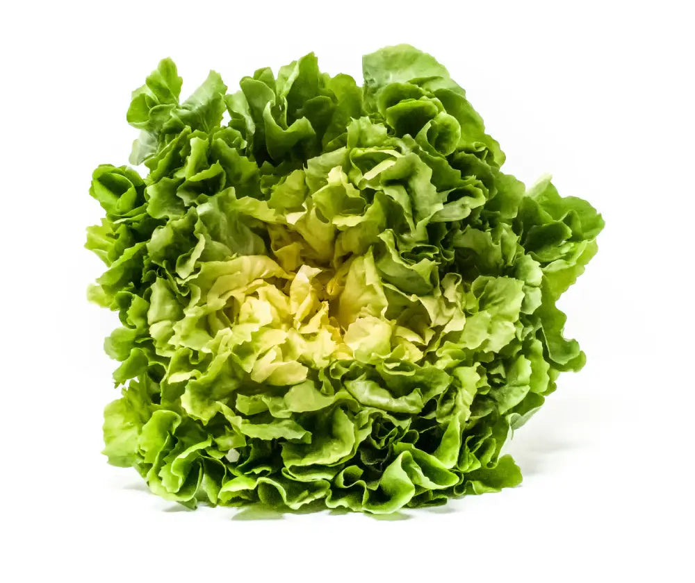 MATILDE ESCAROLE SEEDS | Smarties.bio